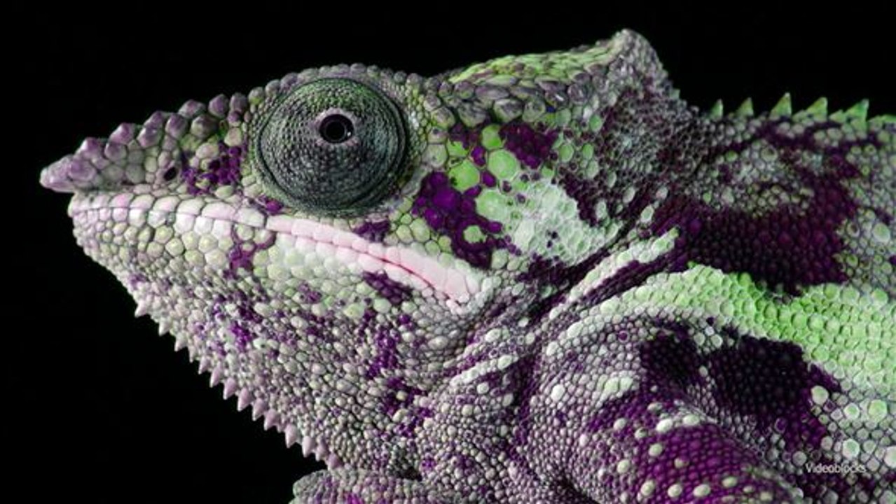 Forschung repliziert Chamäleonhaut