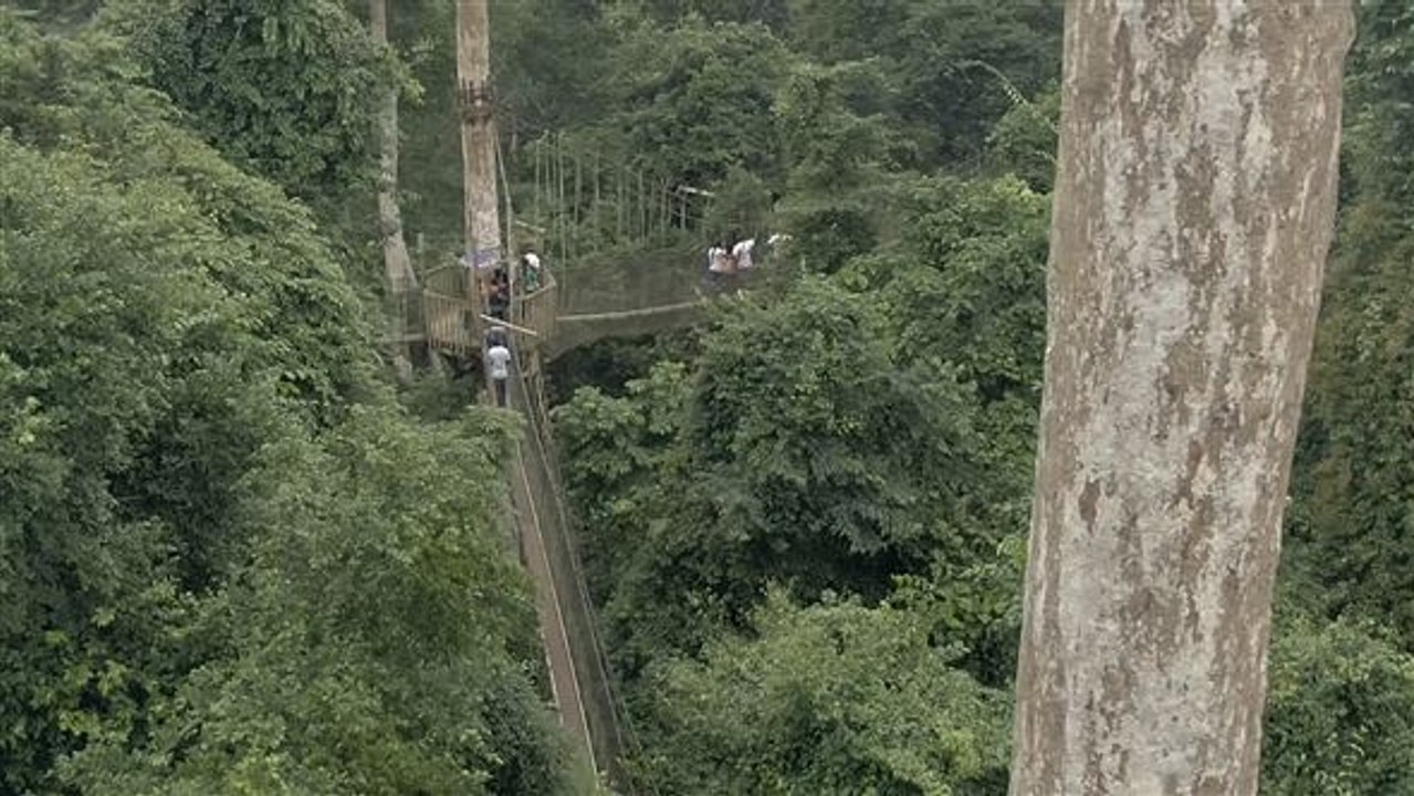 Sights with heights: canopy walk in ghana
