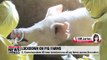 First official case of African swine fever reported in South Korea