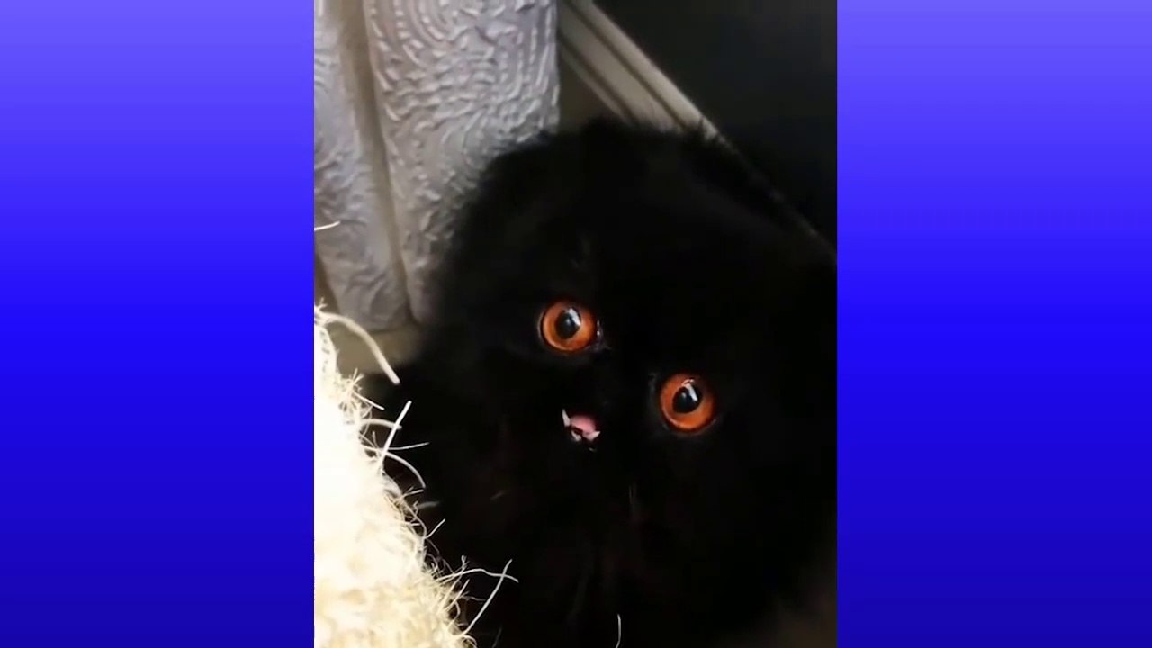 Cute is Not Enough - Funny Cats and Dogs Compilation 2019