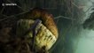 Ce plongeur rencontre un serpent anaconda de 7m de long sous l'eau !