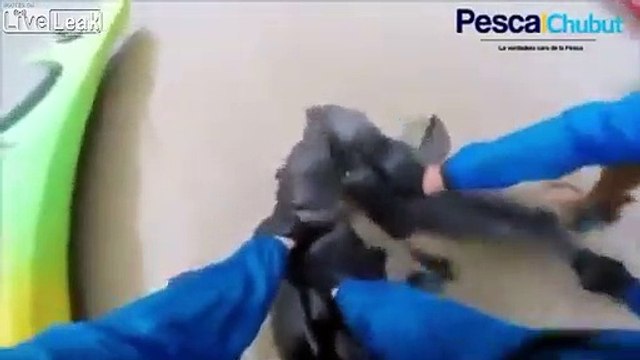 2 otaries libérées d'un filet de pêche !