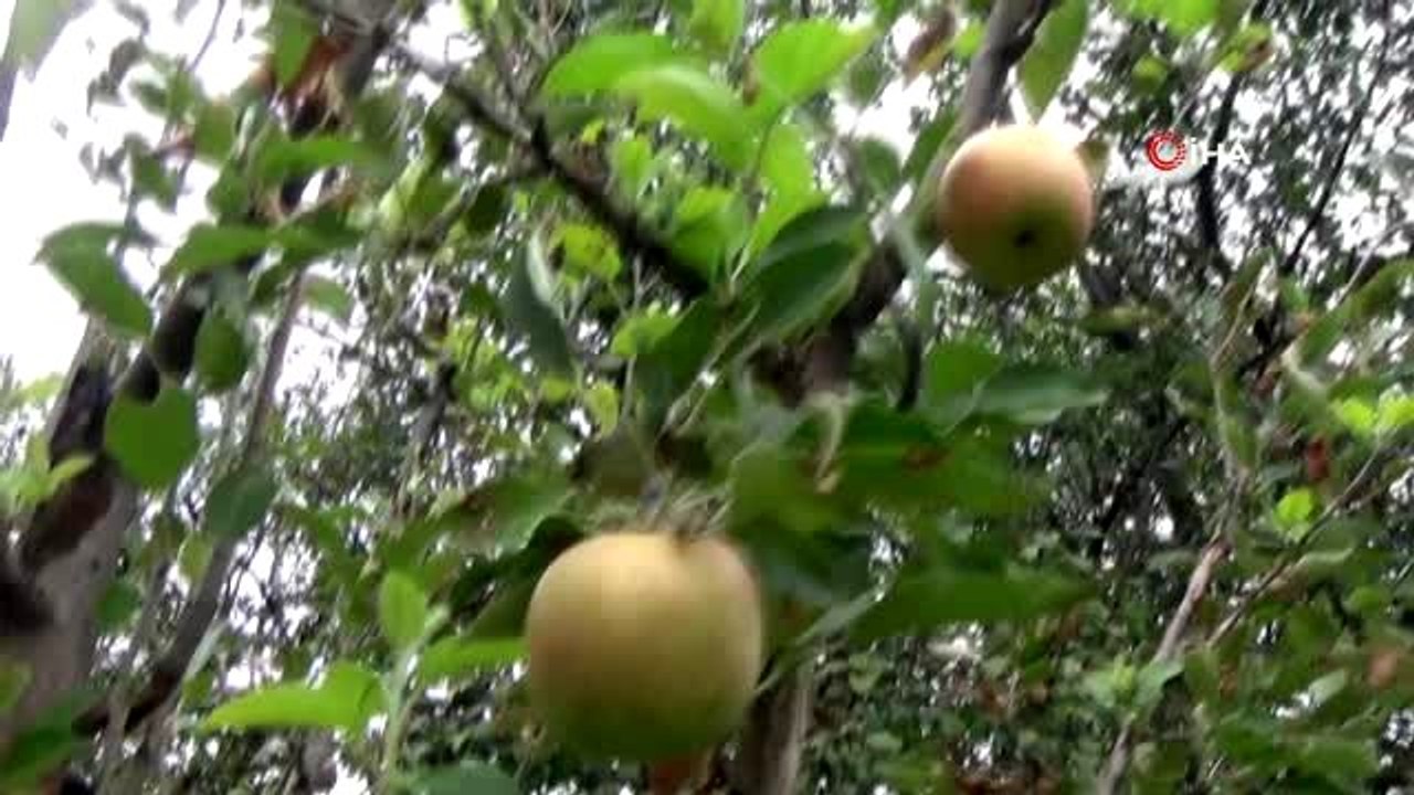 Sonbahar'da erik ve armut ağacı çiçek açtı