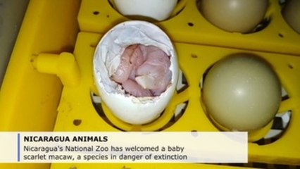 Nicaragua zoo welcomes scarlet macaw born in captivity