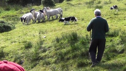 IRELAND 19.07 Sheep & dog show, Ring of Kerry 2, 8 Jun 2019 - Stabilized