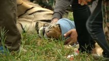 Dozens of tigers have died since rescue from Thailand’s notorious Tiger Temple