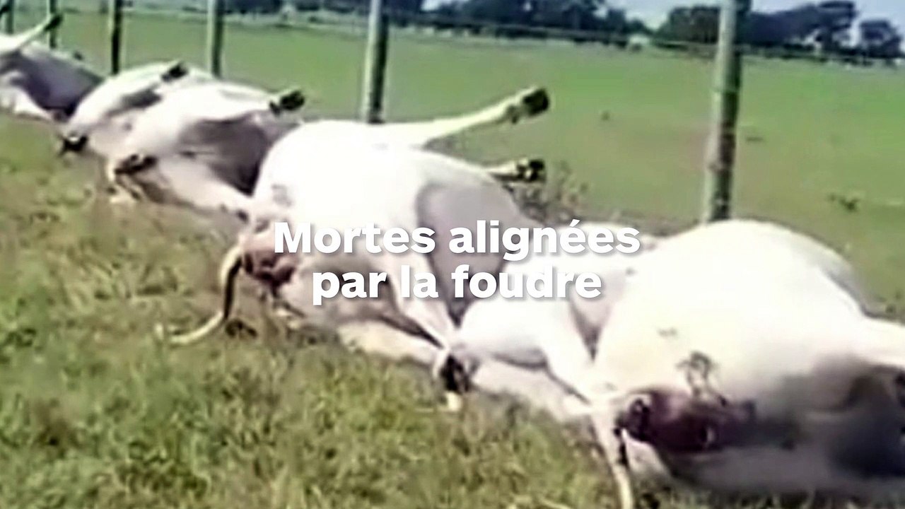 Une quinzaine de vaches retrouvées mortes foudroyées alignées comme dans un film apocalyptique !