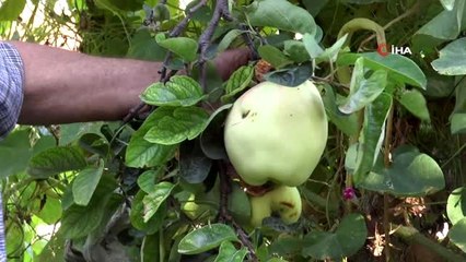 Bu meyvenin adını bilen yok