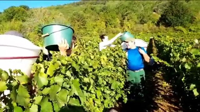 Besançon: les vendanges aux vignes municipales de Port Douvot à Velotte