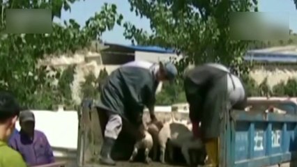 中, 돼지열병 1년 넘게 계속...9개월 만에 전역 확산 / YTN