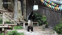 Xuang Xuang the panda dies in Thai zoo aged 19 after snacking on bamboo shoots