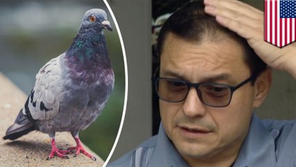 Pigeon poops on lawmaker complaining about bird dookie