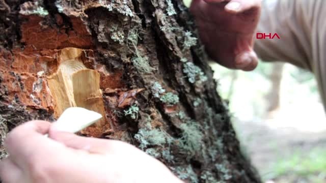 Rize dev kabuk böceğinin istila ettiği ladin ormanlarına 'terminatör böcek'-2