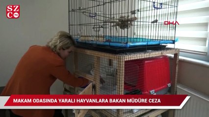Hayvansever müdüre akılalmaz ceza!