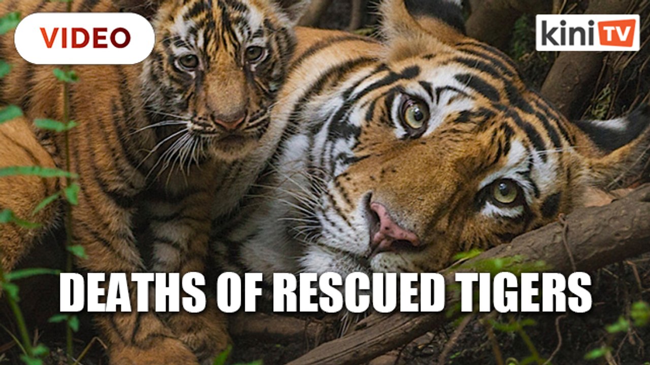 Thai 'Tiger Temple' blames government for deaths of rescued tigers