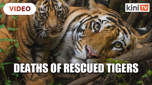 Thai 'Tiger Temple' blames government for deaths of rescued tigers