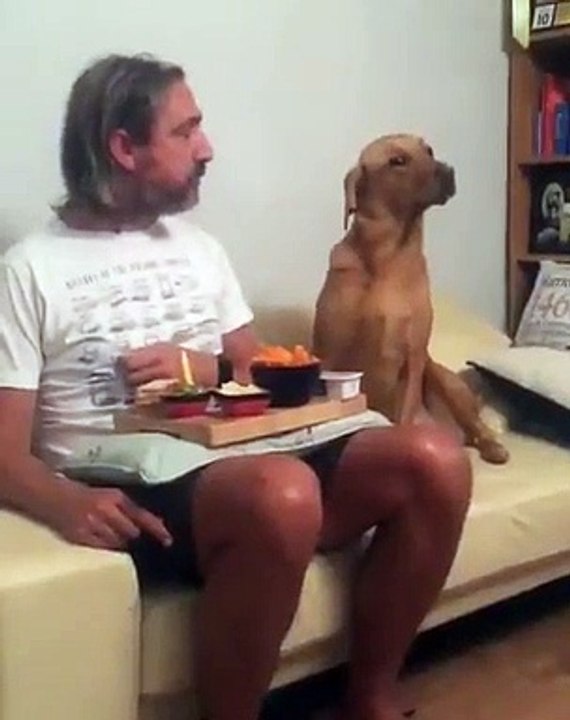 Cet adorable chien fait semblant de ne pas regarder son maître qui est en train de manger