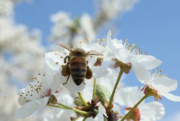 Les fleurs à l'écoute des abeilles !