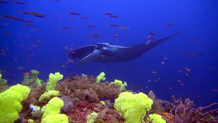 MV Seahorse Liveaboard _ Wallacea Dive Cruise