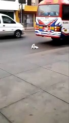 ce chat en avait clairement assez de la vie
