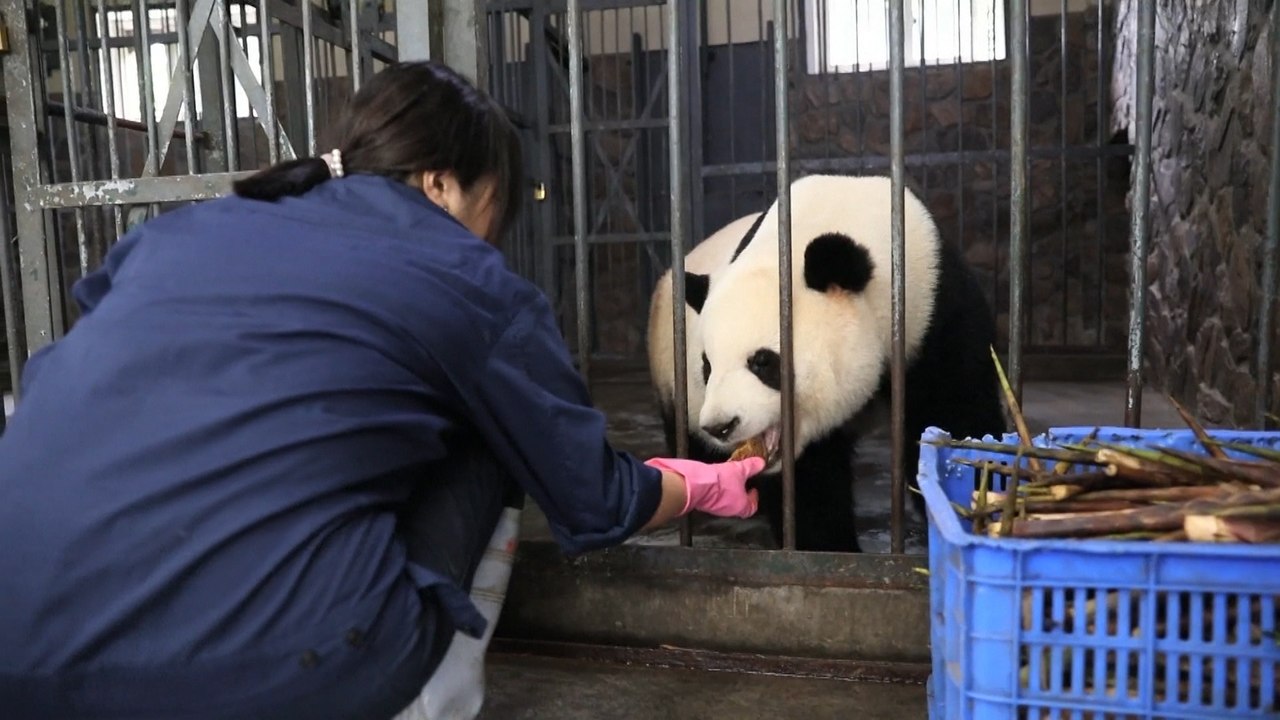 Stuffed toy sparks animal advocacy for Japanese panda keeper in China