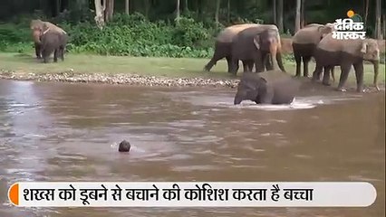 शख्स को बचाने के लिए नदी में कूदा हाथी का बच्चा