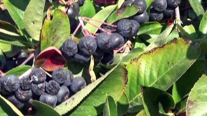 Yalova’da Aronya hasadına başlandı