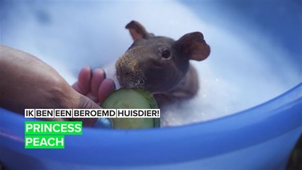 Ik ben een beroemd huisdier! Princess Peach's verrassende leven