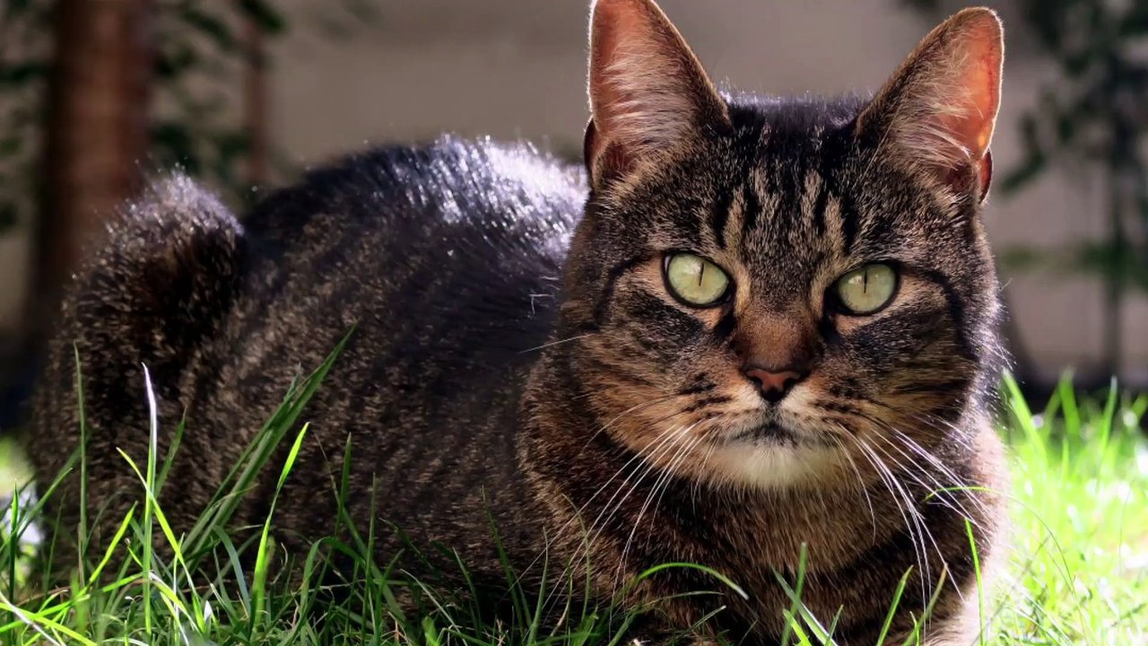 Elle découvre une cage sous l'eau  et fait une horrible découverte !