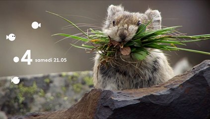 Le voyage de la vie - Bande annonce