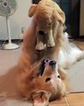 Un chien s'amuse joyeusement avec son jouet en peluche