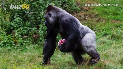 Ape-Plus Player! Pictures Show 400-Pound Gorilla Practicing with Rugby Ball