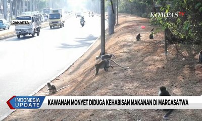 Kawanan Monyet Diduga Kehabisan Makanan Di Margasatwa