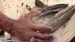 Menangkap Ikan Gabus (SnakeHead) Dan Ikan Lele (CatFish) Di Lumpur Dengan Tangan Part 2