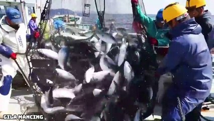 Menangkap Ikan Tuna Di Laut Lepas Dengan Jaring!