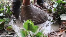 Menangkap Ikan Gabus (SnakeHead) Dan Ikan Lele (CatFish) Di Lumpur Dengan Tangan