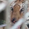 Thaïlande : Des dizaines de tigres, maltraités dans un temple pendant des années, sont morts