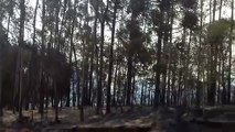 Preocupante! Incêndio consome área de vegetação em Corbélia desde ontem