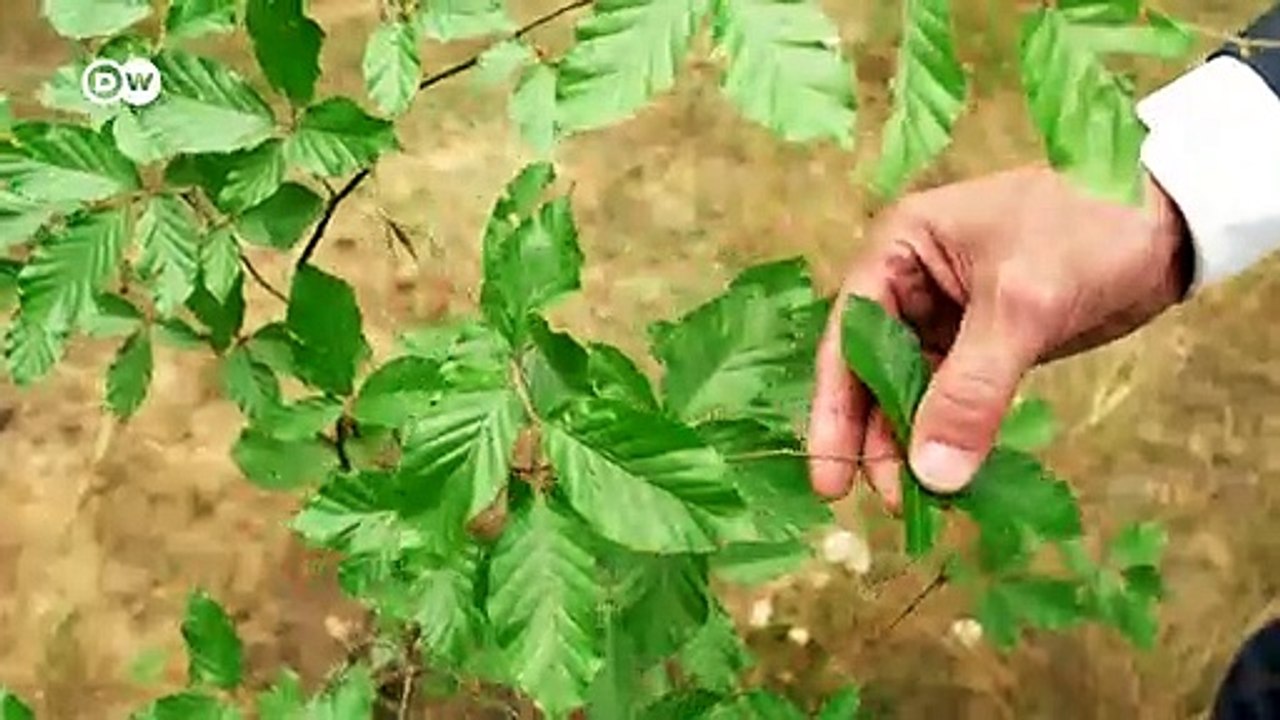 Krieger - Heute schon einen Baum gepflanzt? | Made in Germany