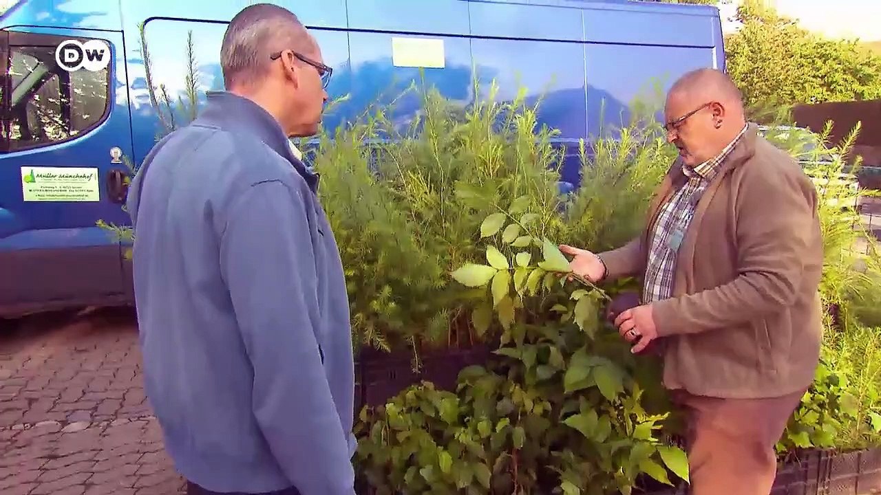 Erhalt des baumbestandes: aufforstung | made in germany