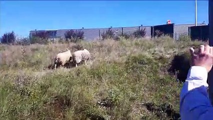 Deux brebis en pâturage à Roche-la-Molière