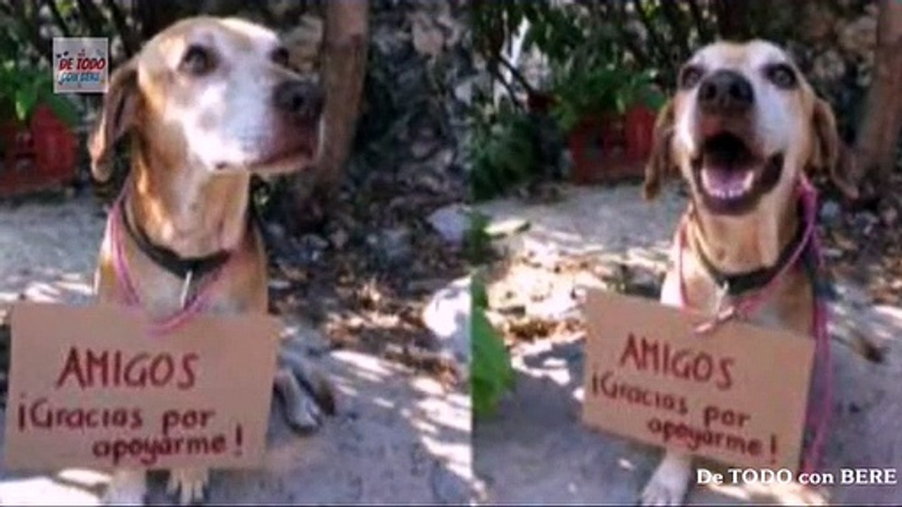 PERRITO VENDE MARCADORES PARA PAGAR SU TRATAMIENTO DE DISPLACIA DE CADERA