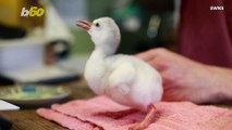 Video Shows Newly Hatched Flamingo Chick Being Hand Reared In Scotland!