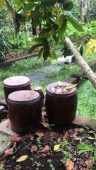 White Haired Dog Makes a Muddy Mess