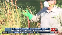 California Health: West Nile Virus a concern in Kern County after 11th case confirmed