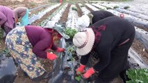 Hatay Büyükşehir Belesiyesi'nden çiftçilere fide desteği