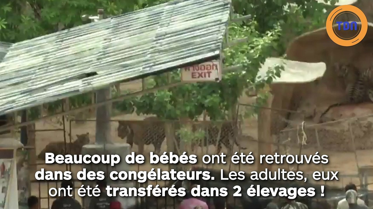 Des tigres maltraités perdent la vie en Thaïlande !