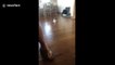Small puppy tries to play with big dog but can't stop slipping on hardwood floor