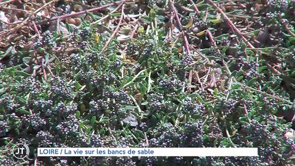 LOIRE   La vie sur les bancs de sable