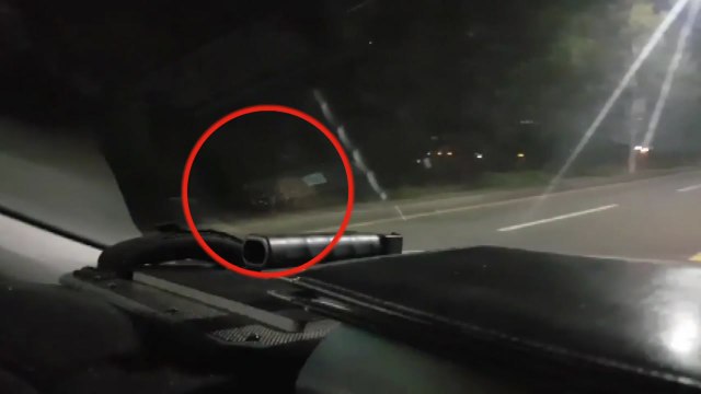 울산 도심에 멧돼지 출몰...순찰차 들이받고 도주 / YTN